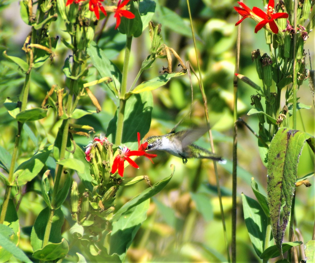 Ruby-throated Hummingbird - George Billman