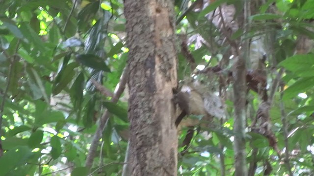 Buff-necked Woodpecker - ML254712451