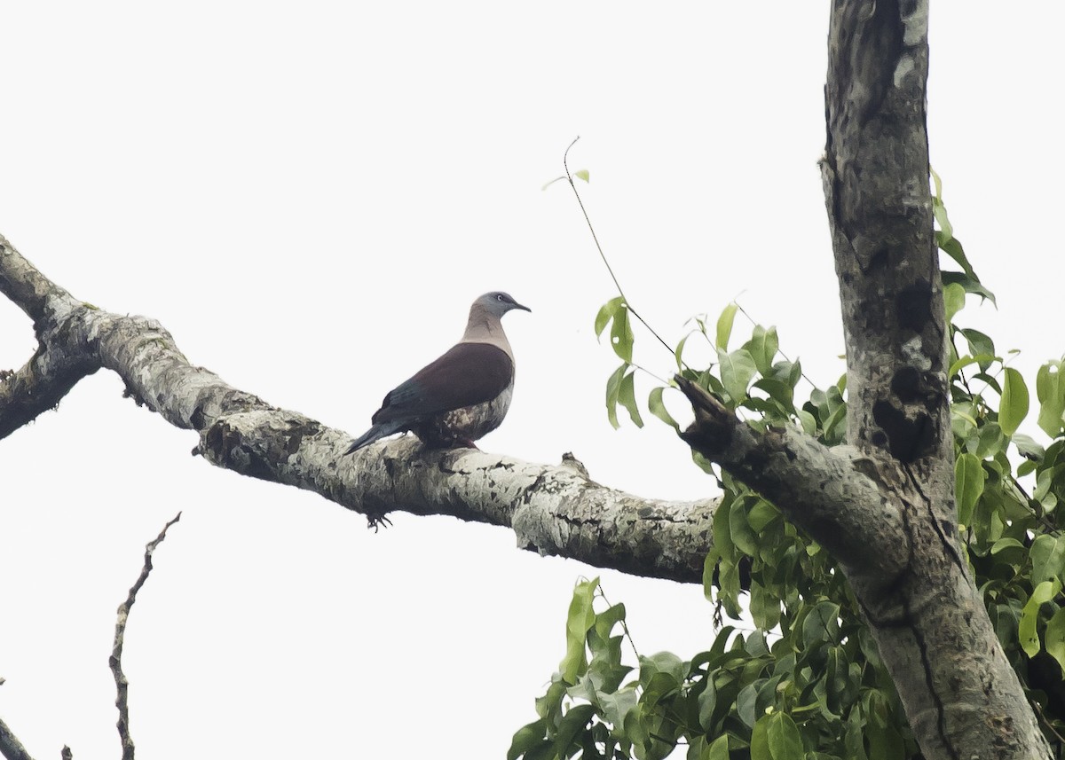 Zoe's Imperial-Pigeon - Sayam U. Chowdhury