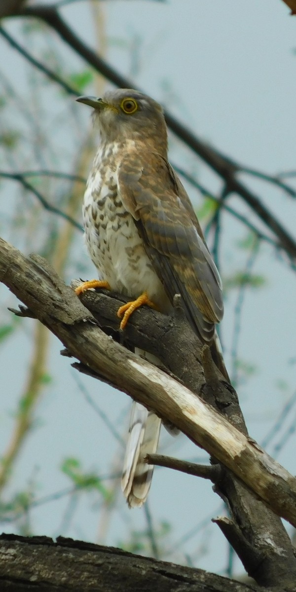 Common Hawk-Cuckoo - Ranjeet Singh