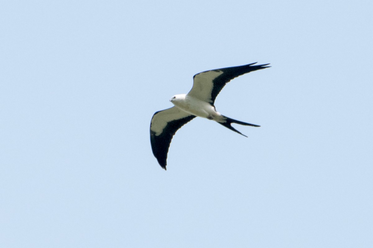Swallow-tailed Kite - ML254713751