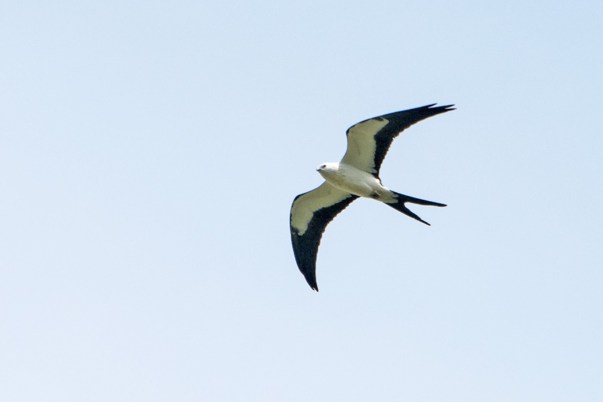 Swallow-tailed Kite - ML254713761
