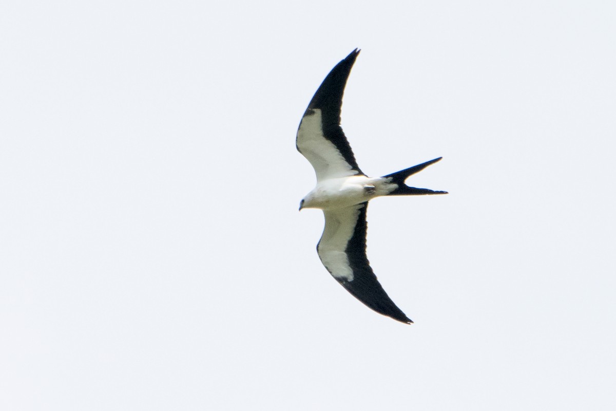 Swallow-tailed Kite - ML254713771