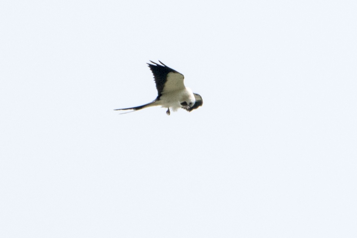 Swallow-tailed Kite - ML254713791