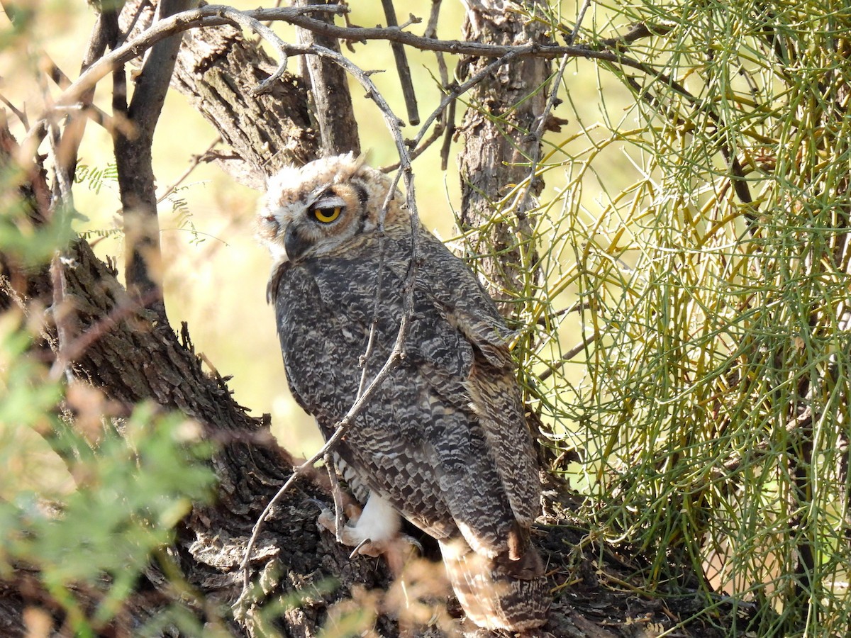 Great Horned Owl - ML254714421