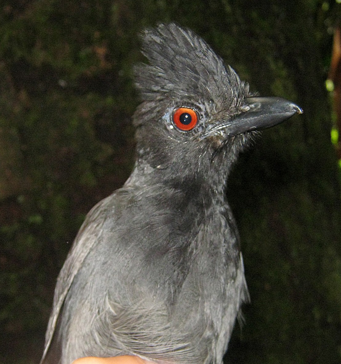 Black-throated Antshrike - sylvain Uriot
