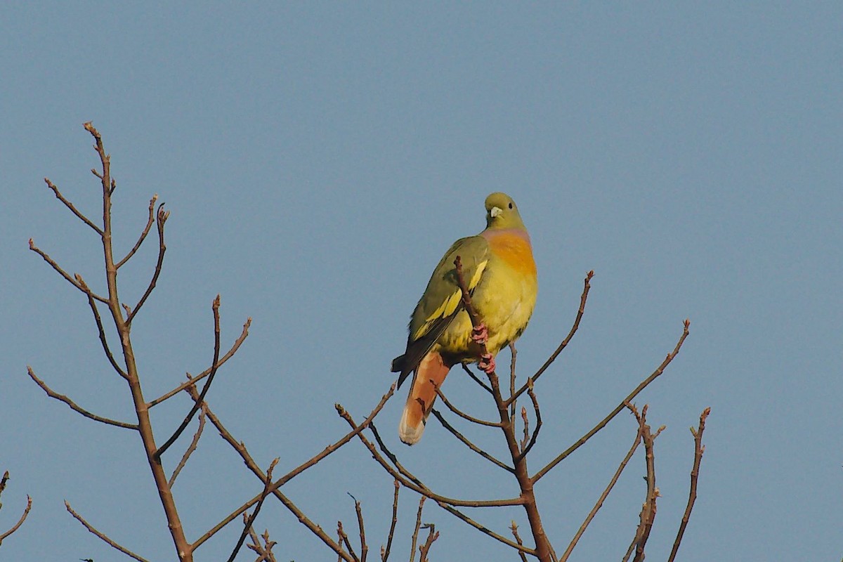 橙胸綠鳩 - ML254719511