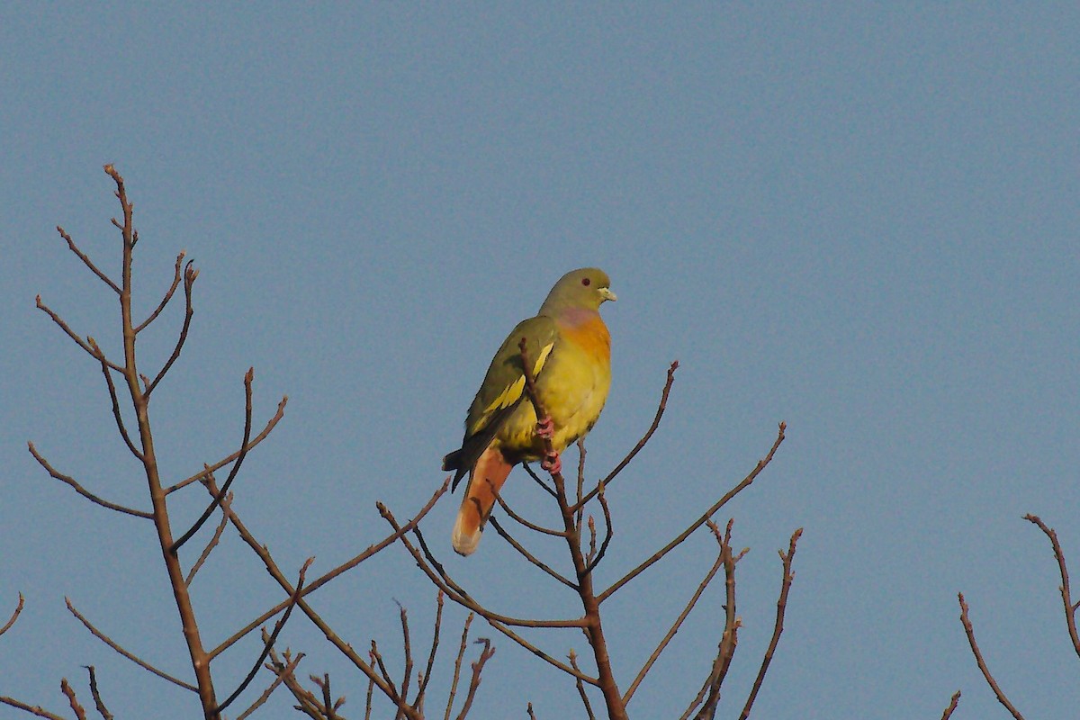 橙胸綠鳩 - ML254719521