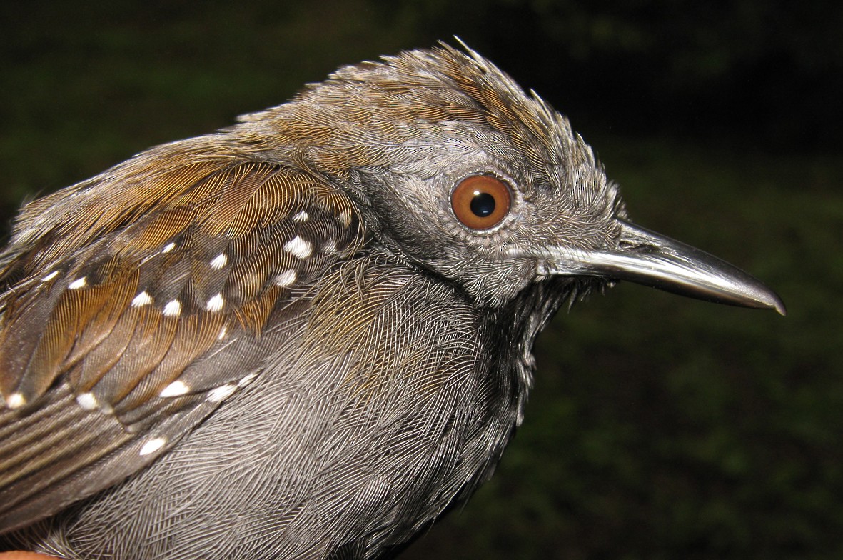 Black-throated Antbird - sylvain Uriot