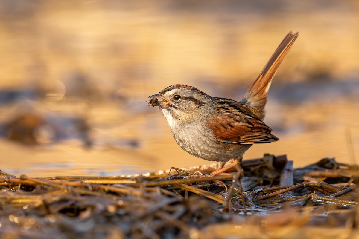 Swamp Sparrow - ML254725241