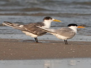 Adulto em fase reprodutiva (com Great Crested Tern) - Balaji P B - ML254725431