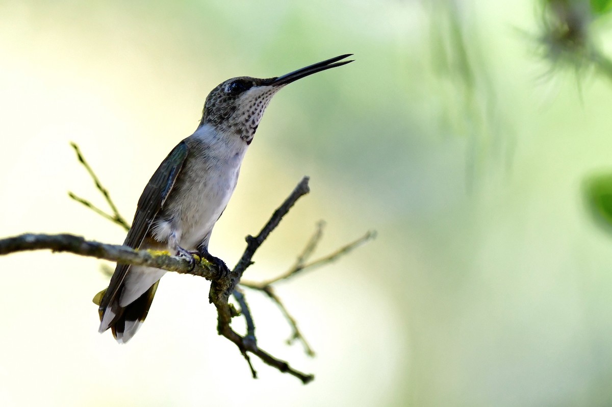 Black-chinned Hummingbird - Charles Thomas