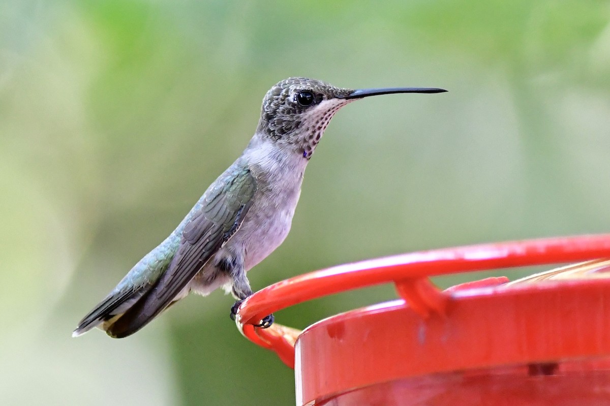 Black-chinned Hummingbird - ML254726381