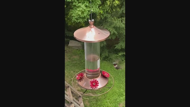 Ruby-throated Hummingbird - ML254727471