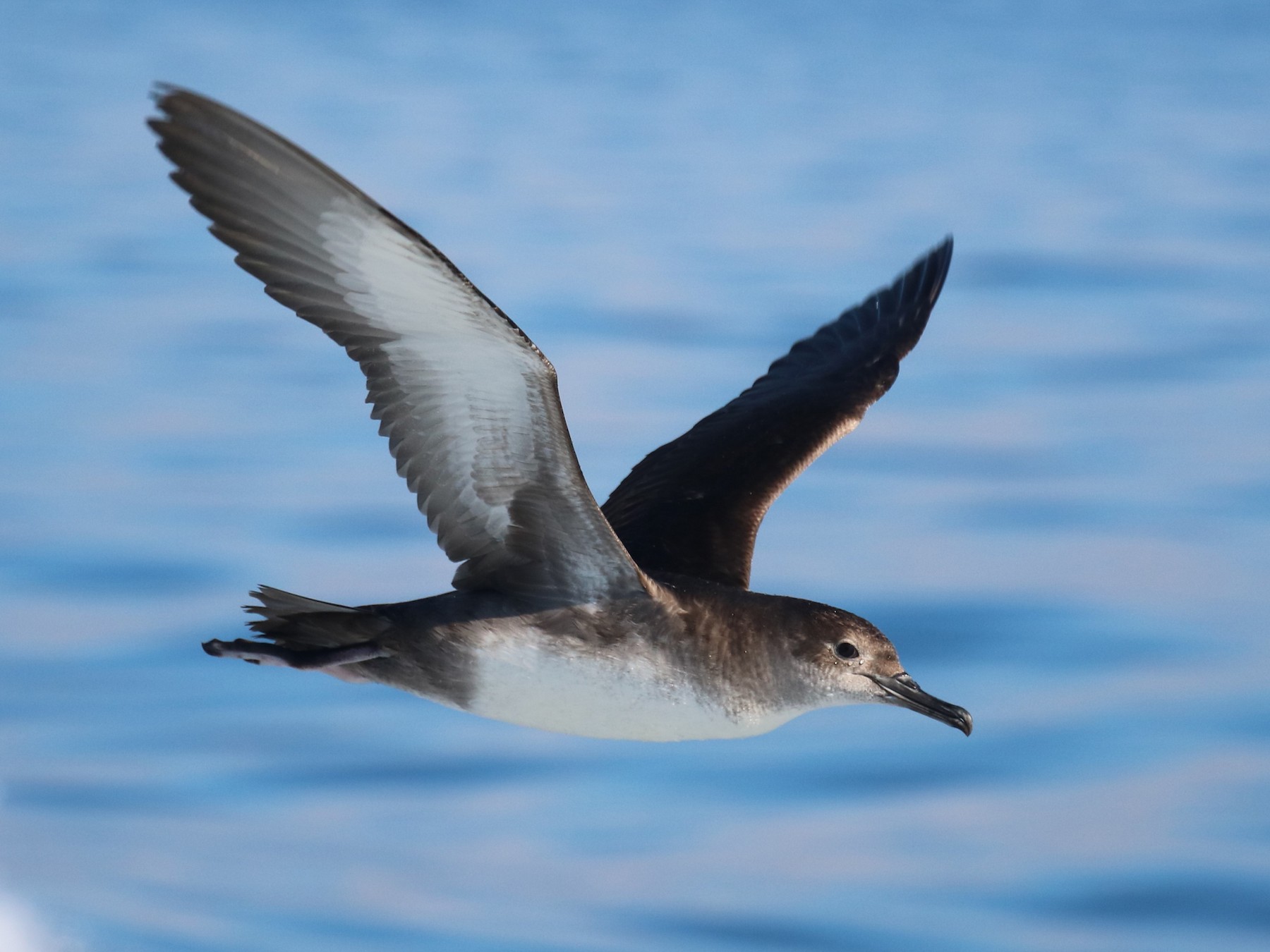 Balearic Shearwater - Jorge López Álvarez