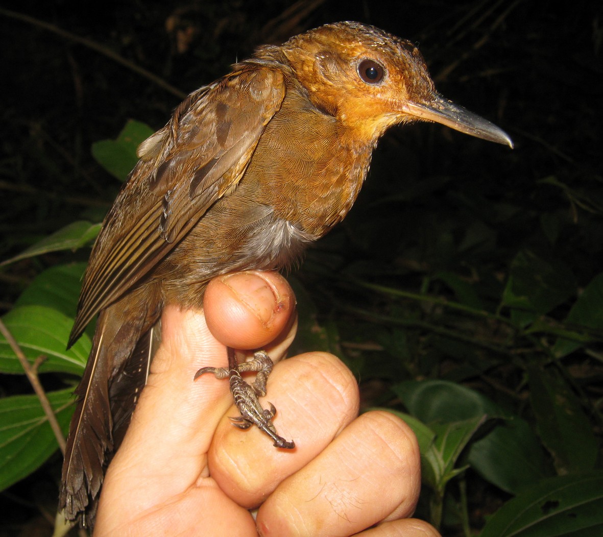 Black-tailed Leaftosser - sylvain Uriot