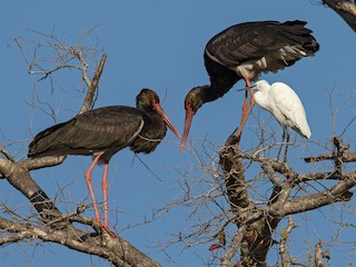  - Black Stork