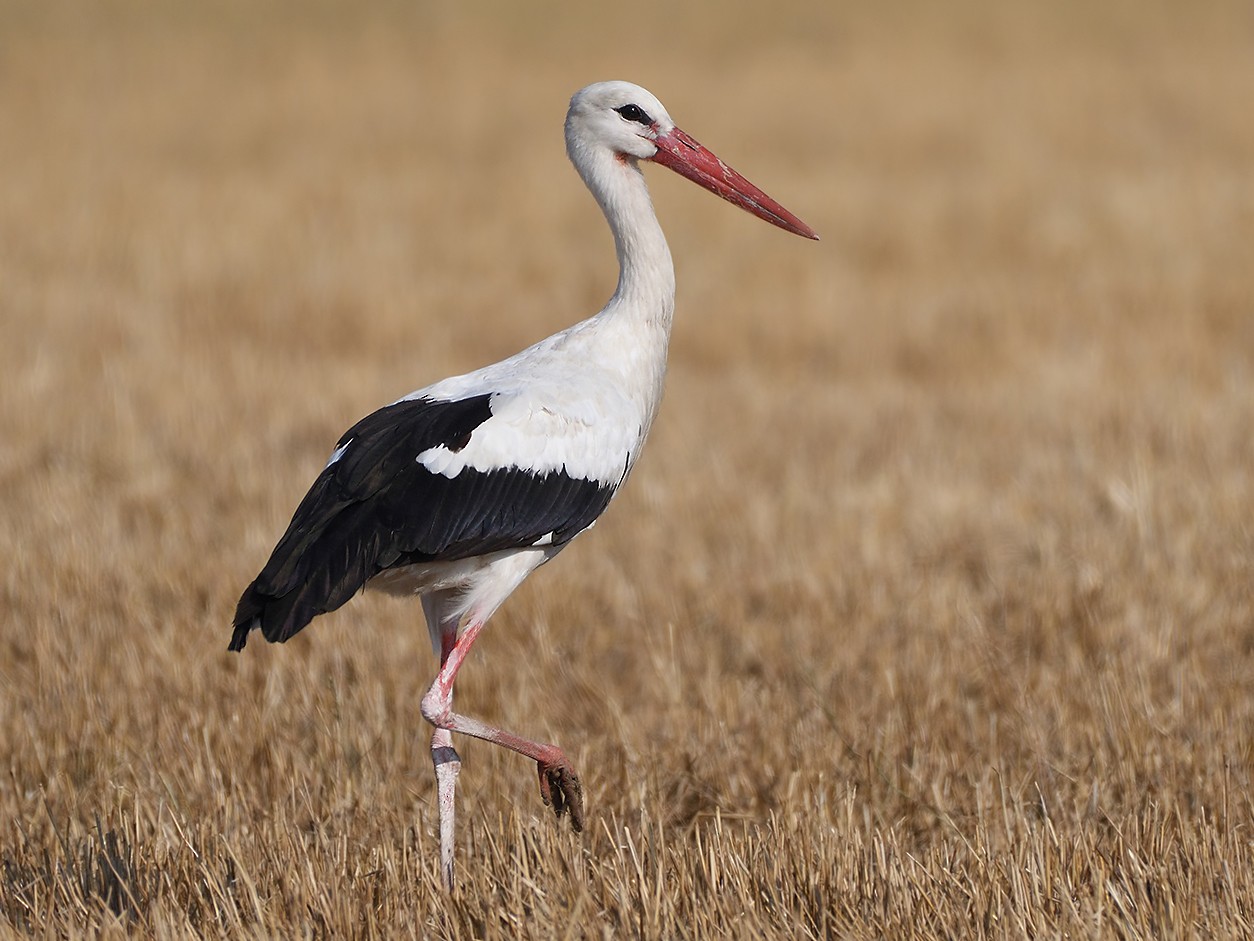 White Stork - Kuzey Cem Kulaçoğlu