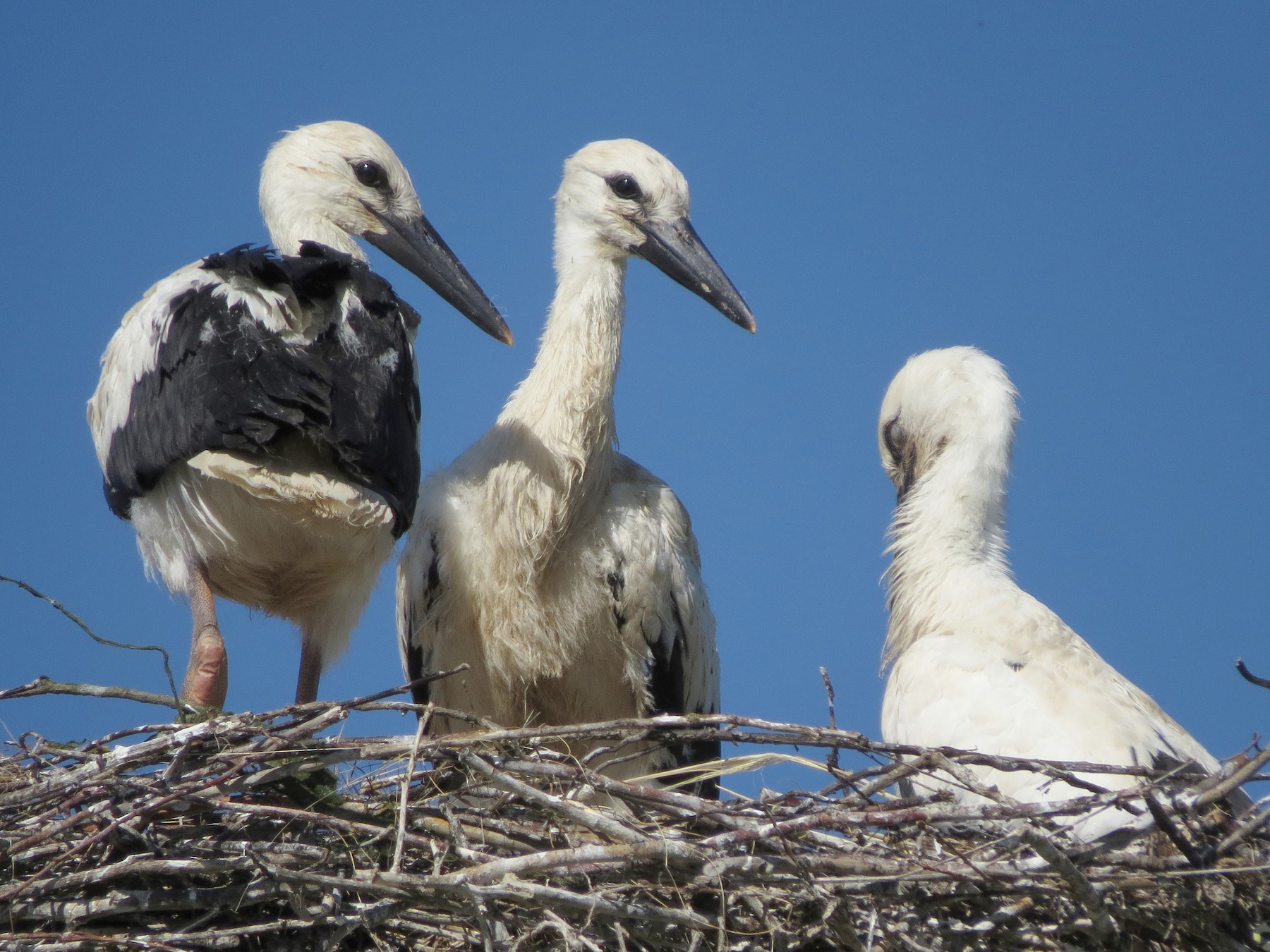 White Stork - Miguel Rodríguez Esteban