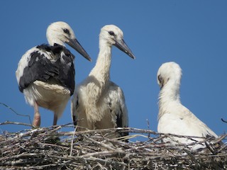  - White Stork