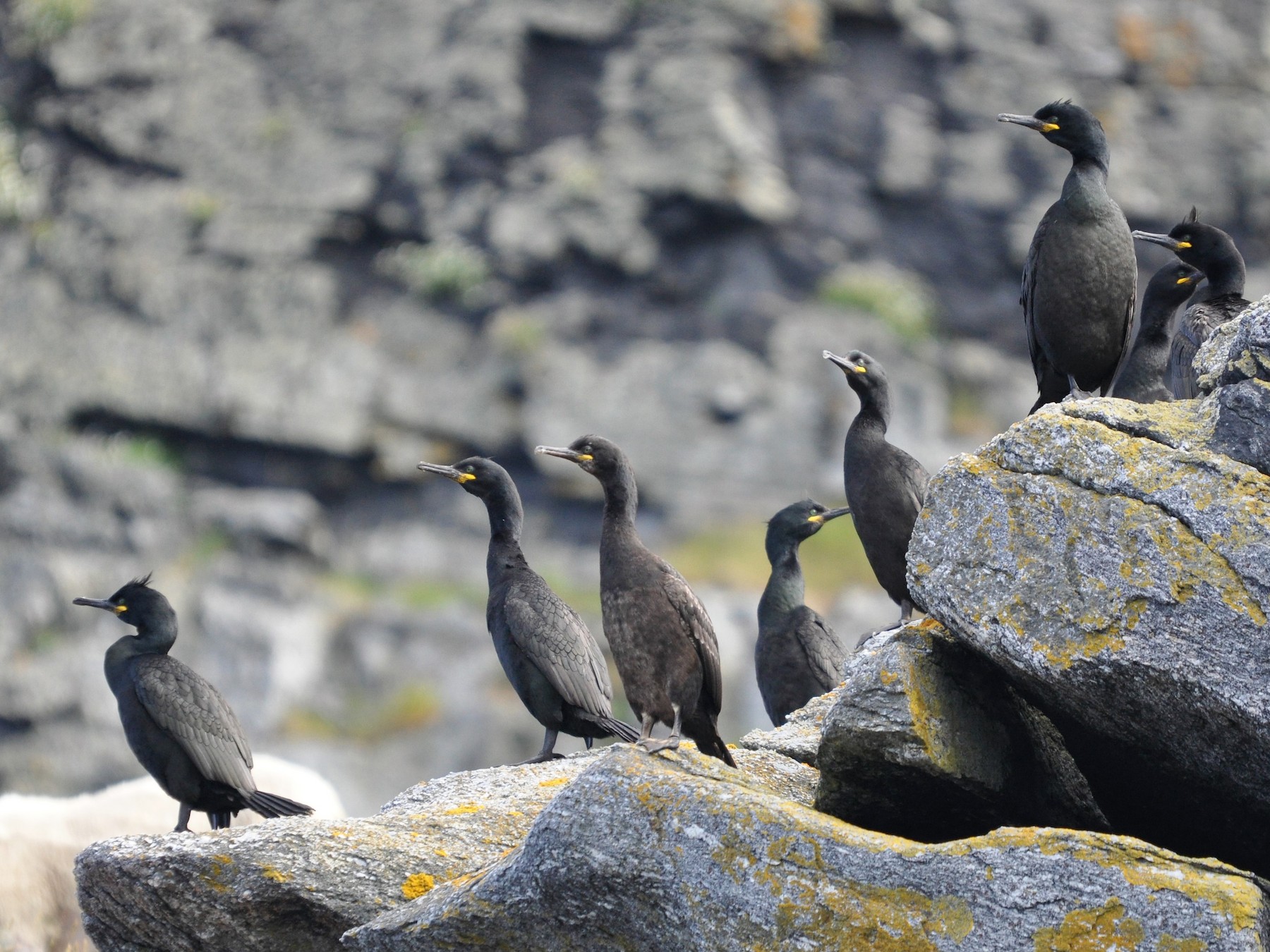 European Shag - Heidi Krajewsky