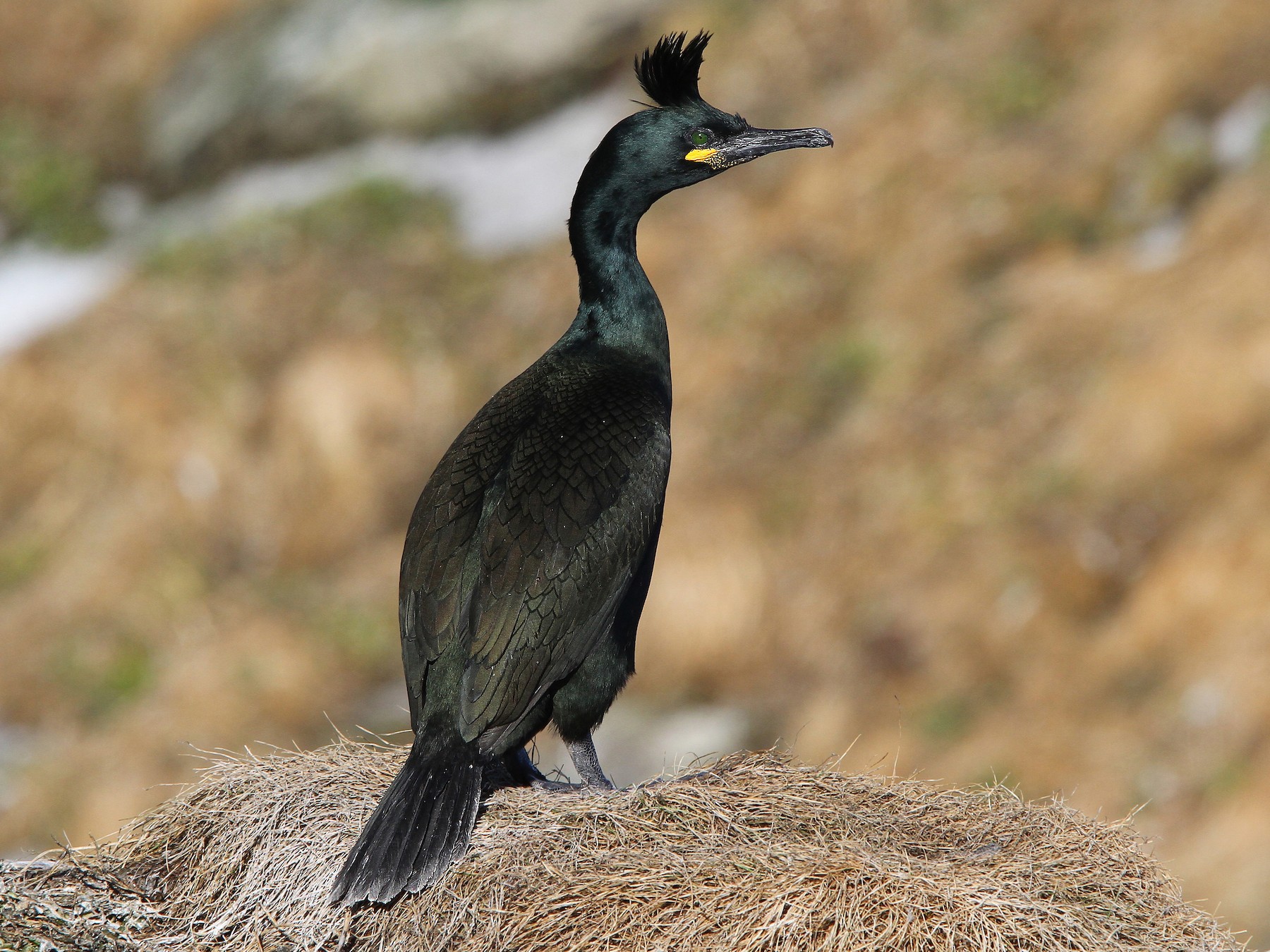 European Shag - Christoph Moning