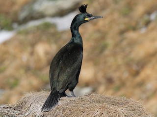 European Shag Gulosus Aristotelis Birds Of The World