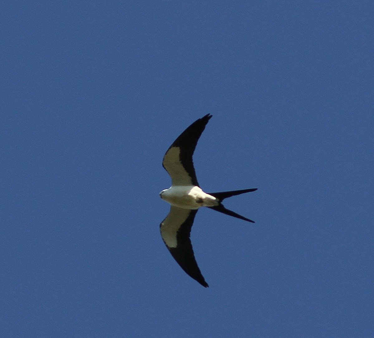 Swallow-tailed Kite - ML254735361