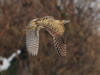  - Eurasian Bittern
