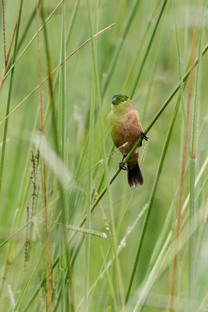 Copper Seedeater - ML25473791