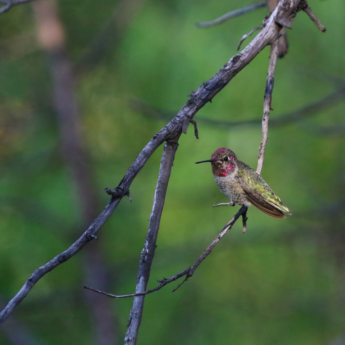 Anna's Hummingbird - ML254738411