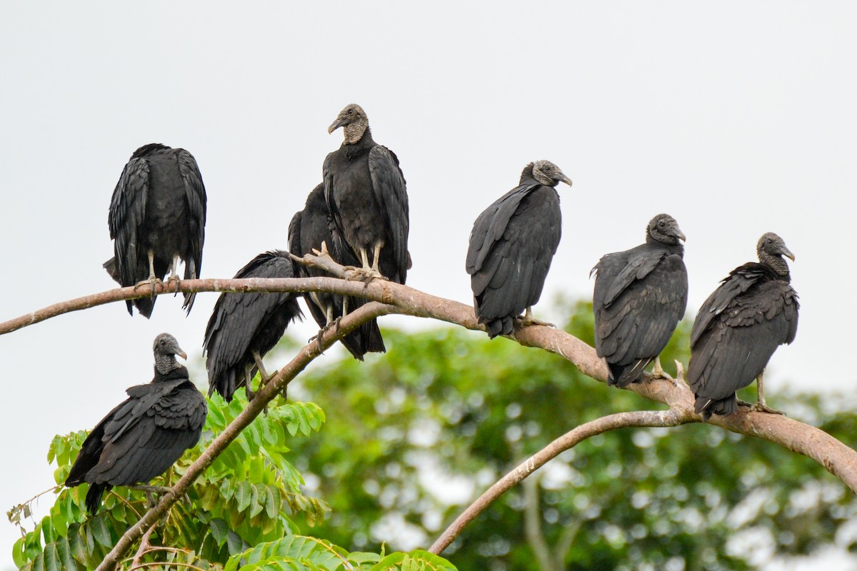 Black Vulture - Alison Bentley