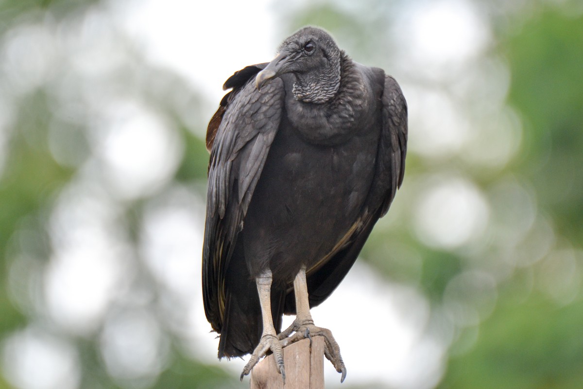 Black Vulture - ML254740101