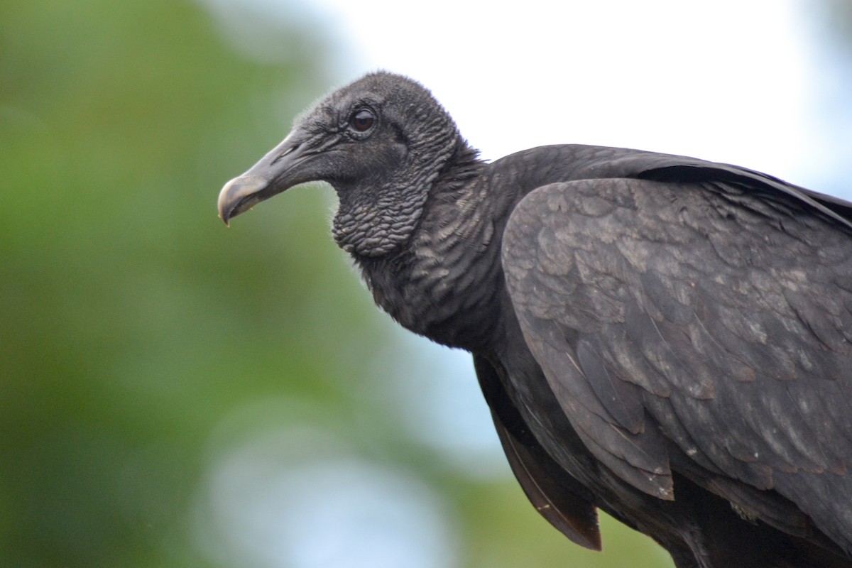 Black Vulture - ML254740111
