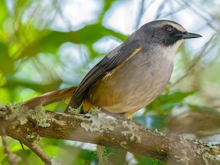 成鳥 (Olive-flanked) - Dylan Vasapolli - Birding Ecotours - ML254741381