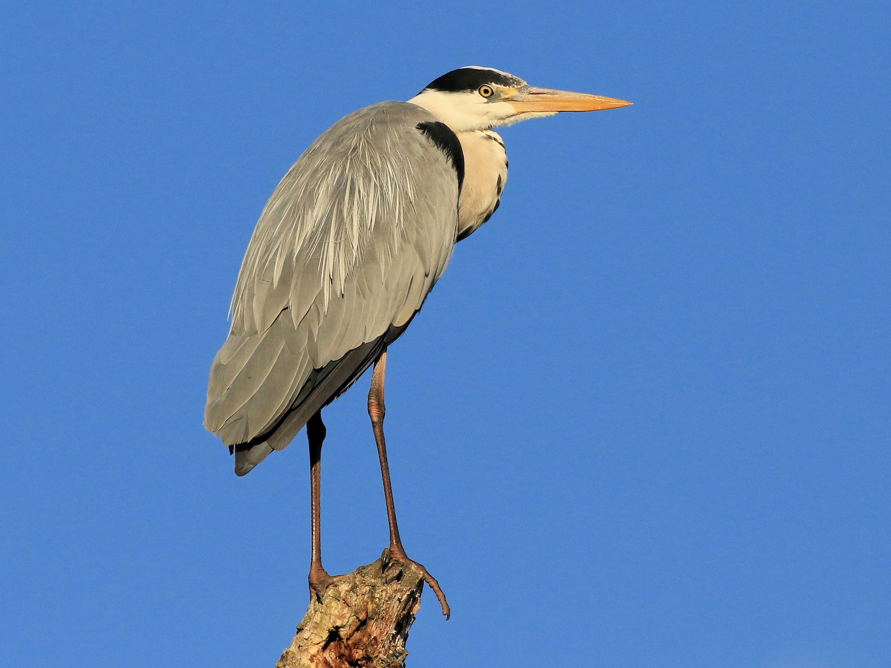 Gray Heron - Patrick MONNEY