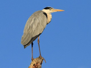  - Gray Heron