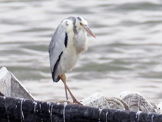  - Gray Heron (Mauritanian)