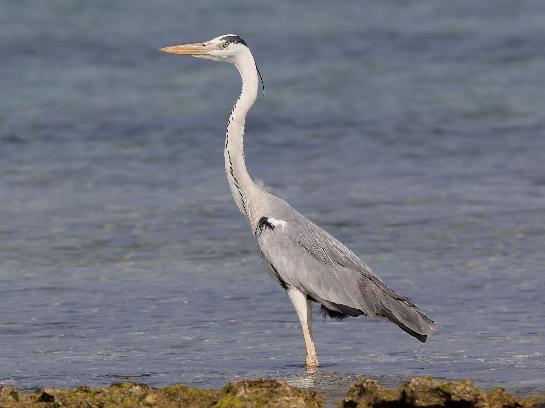 indian grey heron