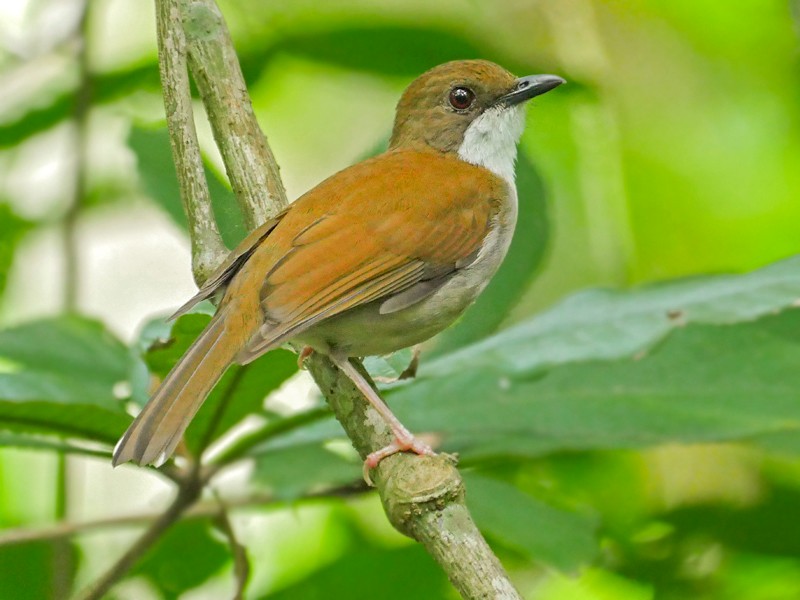 Thyolo Alethe - Chamaetylas choloensis - Birds of the World