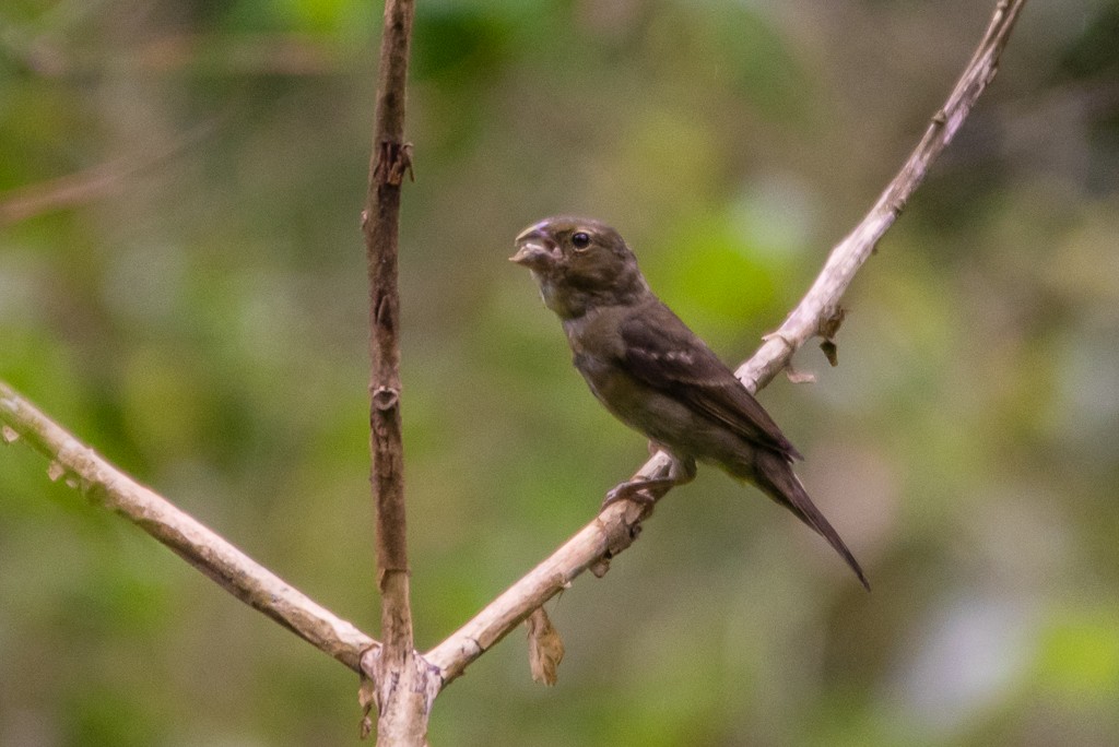Buffy-fronted Seedeater - Roberto Dall Agnol