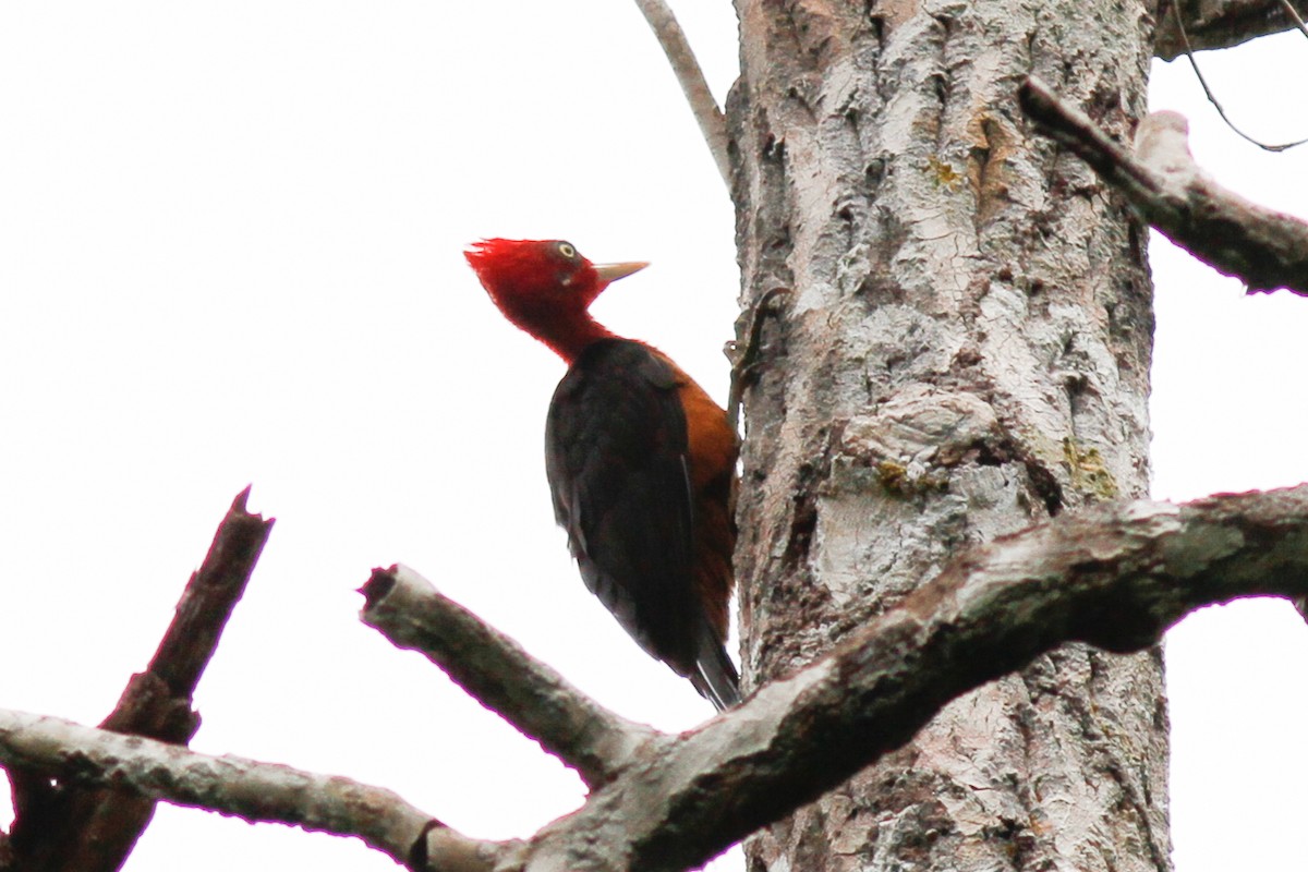 Red-necked Woodpecker - ML254744171