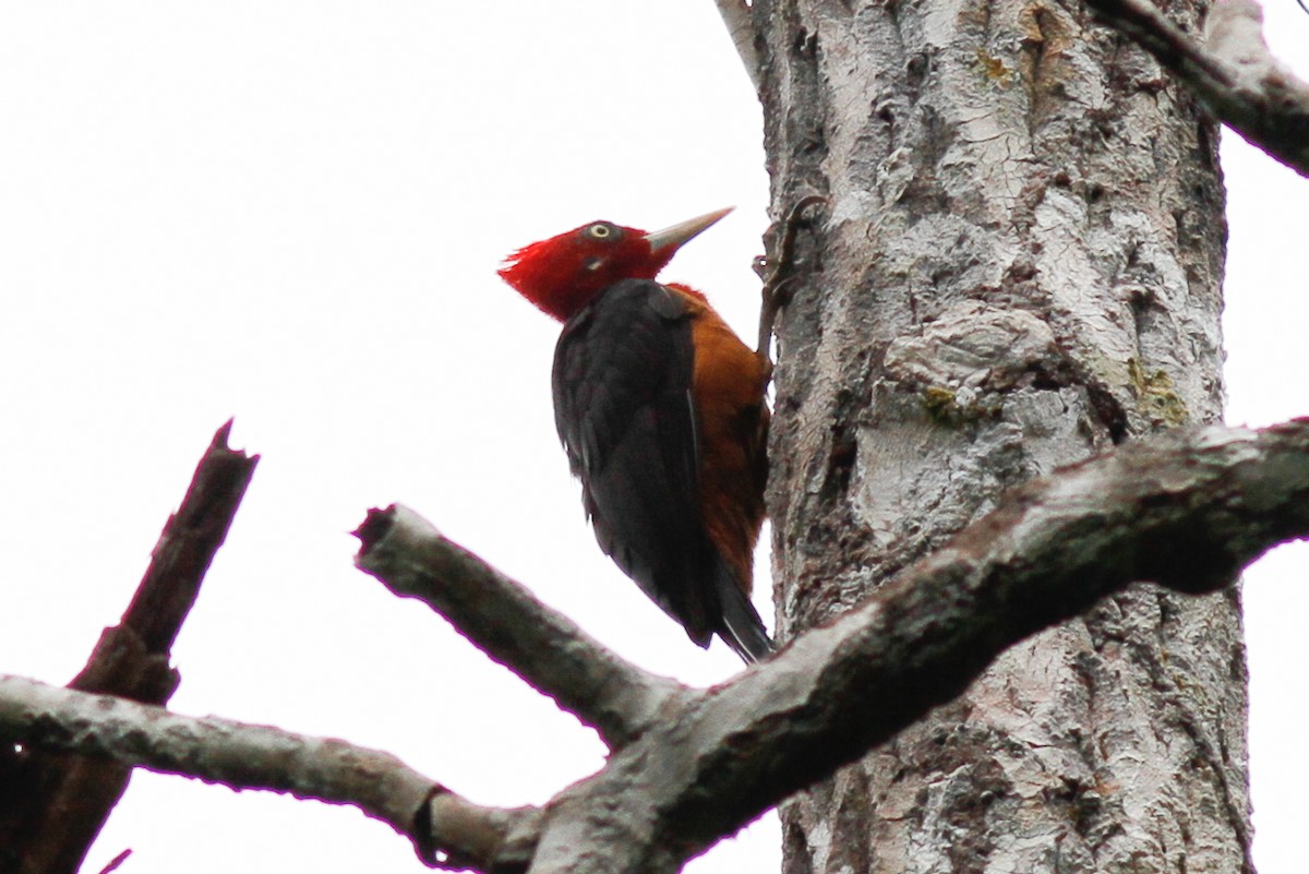 Red-necked Woodpecker - ML254744181