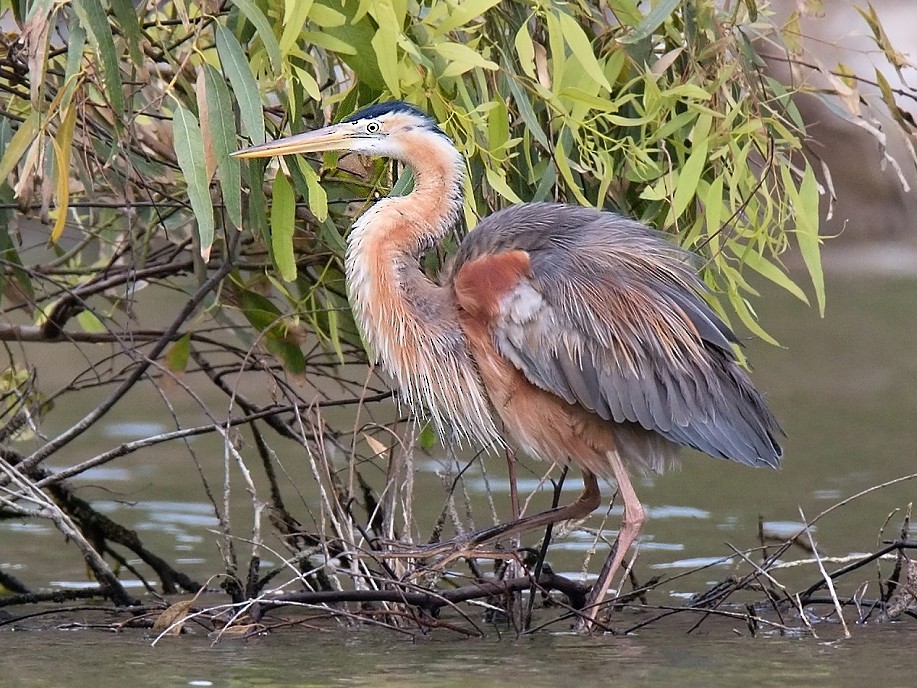 Purple Heron - Stanislav Harvančík