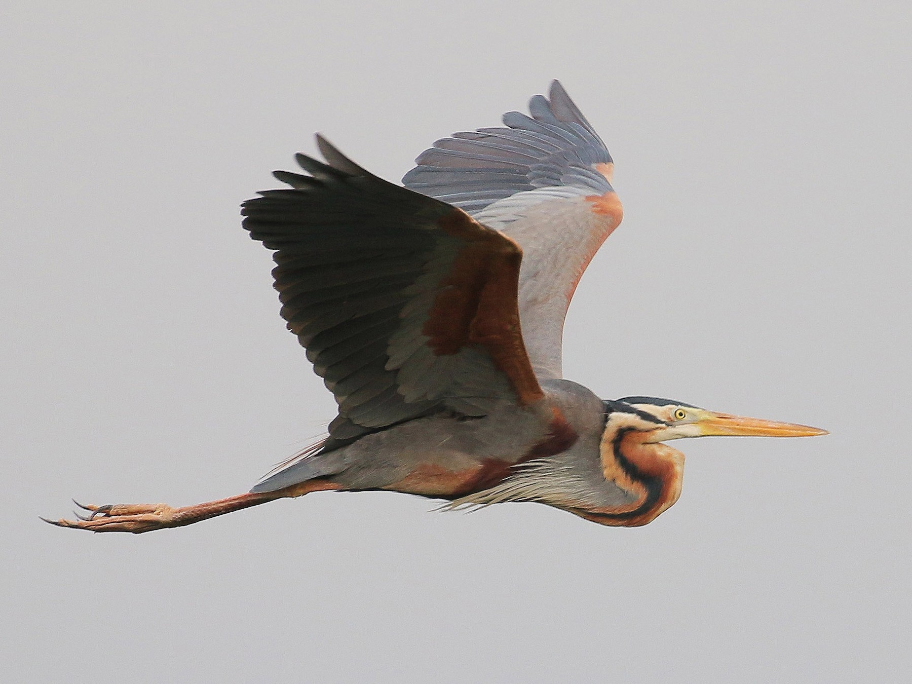 Purple Heron - Neoh Hor Kee