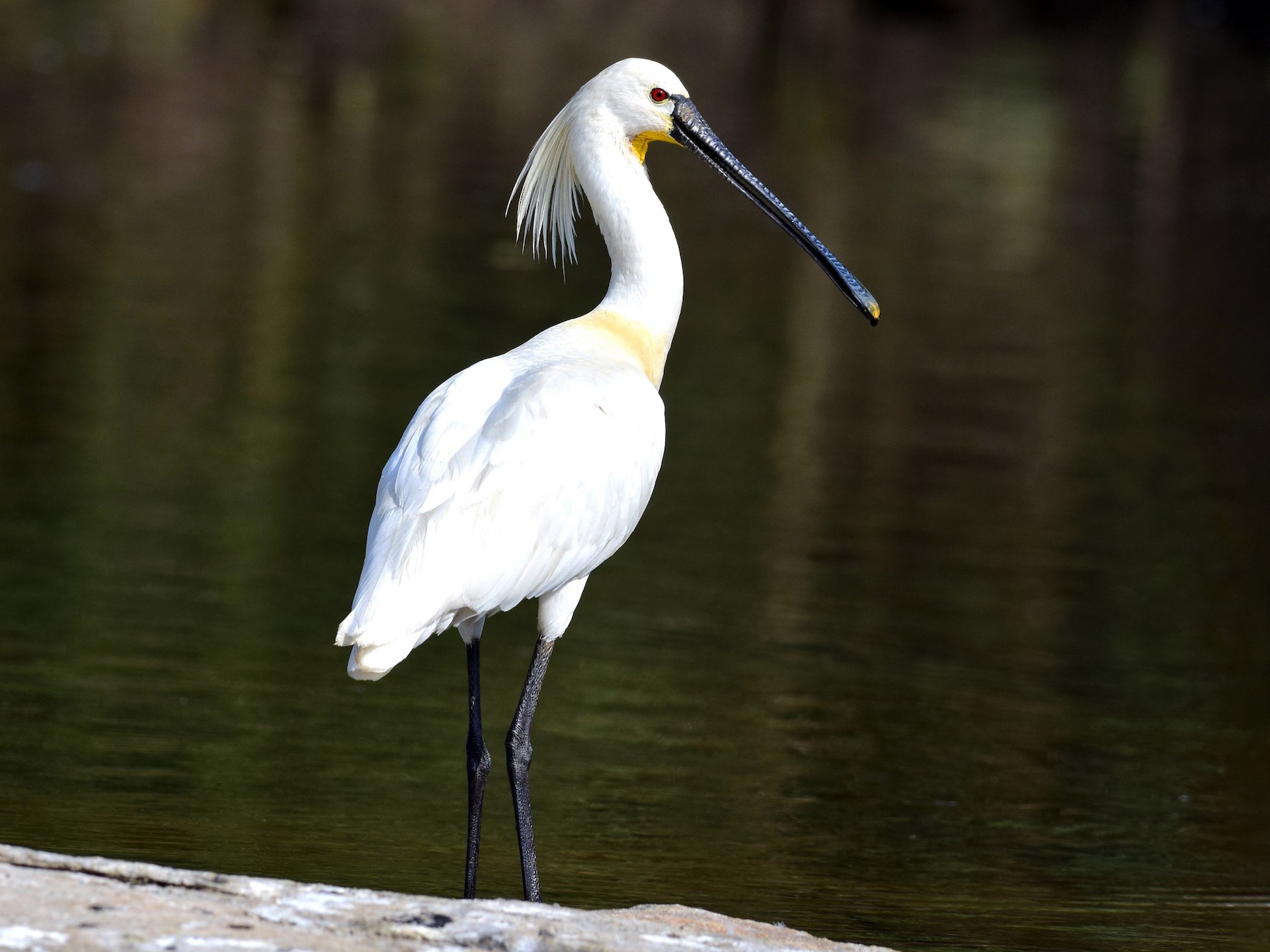 Eurasian Spoonbill - mathew thekkethala