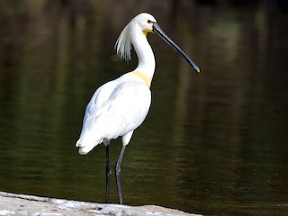  - Eurasian Spoonbill