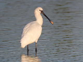  - Eurasian Spoonbill