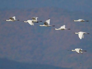  - Eurasian Spoonbill