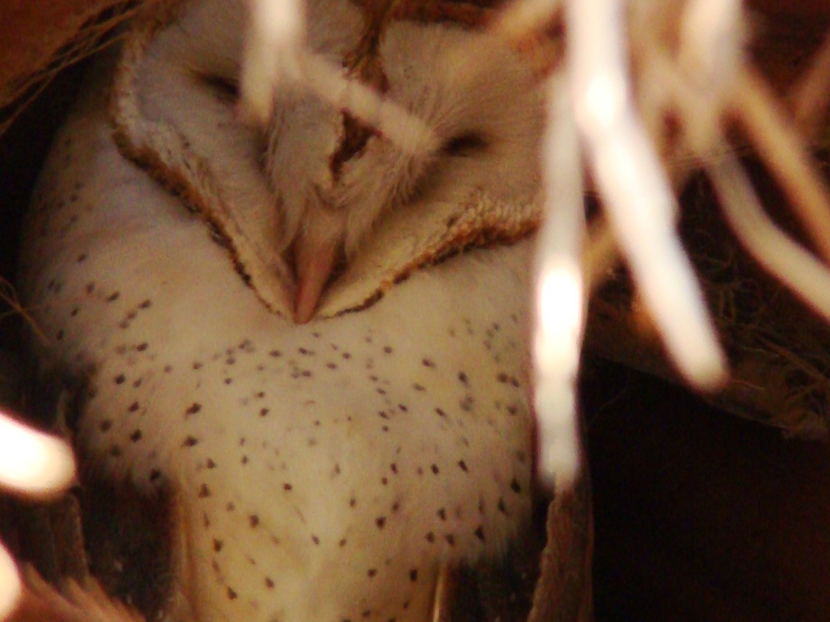 Barn Owl - Paula Perdoni